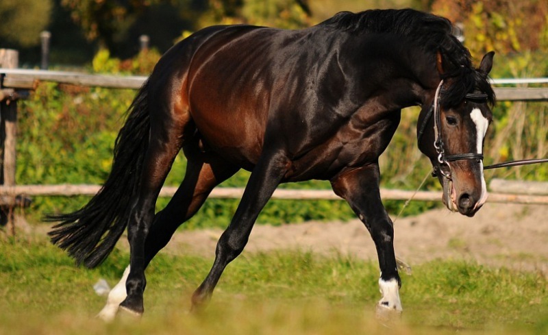 Голштинские породы лошади: фото и видео, описание, характеристики, историяразведения