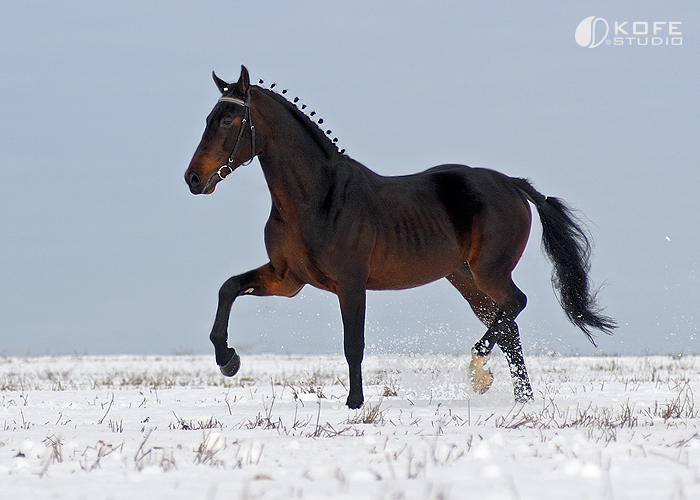 Орловская порода лошадей: описание, фото и видео, характеристики, история,испыания