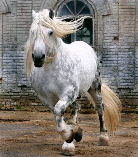 #horseriding #horserider #equinePercherons are big, powerful horses that ride we