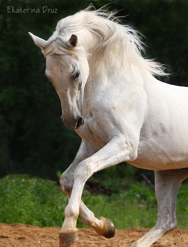 Терская порода лошади: фото и видео, характер и описание, история