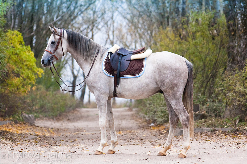 Терская порода лошади: фото и видео, характеристики и описание, история