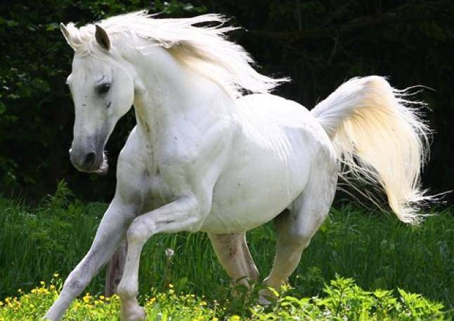 Терская порода лошади: фото и видео, характеристики и описание, история