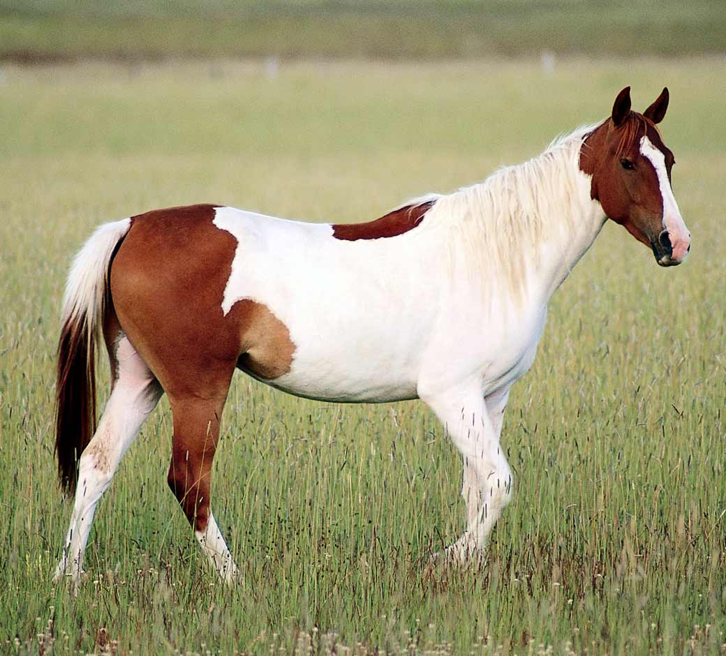 Что касается оверо, то на туловище этих лошадей преобладает белый цвет