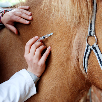 Заражение осуществляется через контакт с больной лошадью и его инвентарем либо воздушно-капельным путем