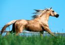 Золотая масть лошадей