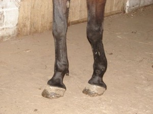 заболевание сухожилия у лошади