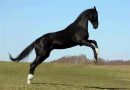 Абиссинская лошадь