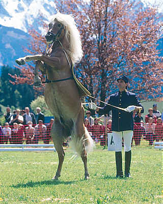 Авелинская лошадь, фото