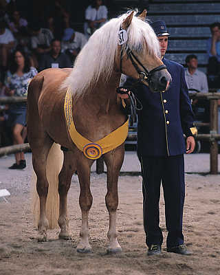 Авелинская лошадь, фото