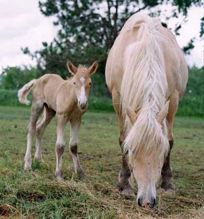 Австралийская пастушья лошадь с жеребенком, фото