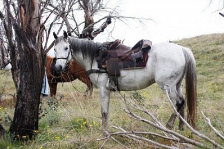 Австралийская пастушья лошадь с седлом, фото