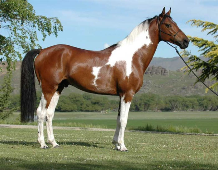 Австралийская пастушья лошадь, фото