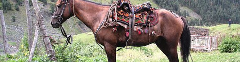 Албанская (мизекайская) порода лошадей