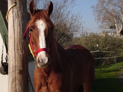 Албанская (мизекайская) порода лошадей, фото