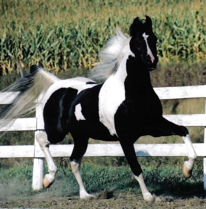 Американская верховая лошадь на ходу, фото