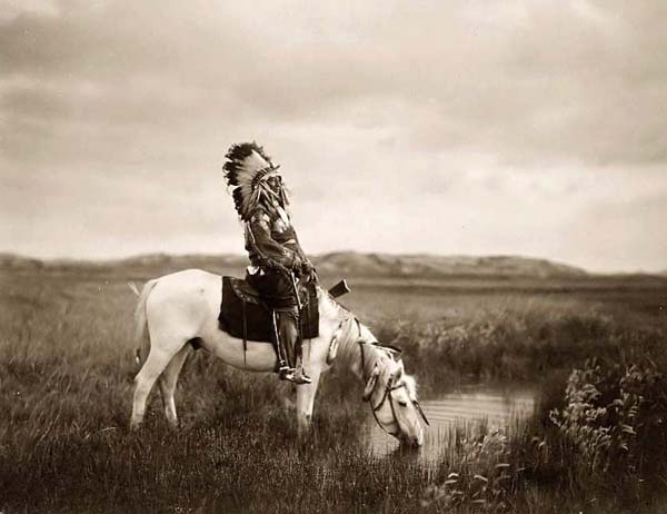 Американская индейская лошадь на водопое, фото