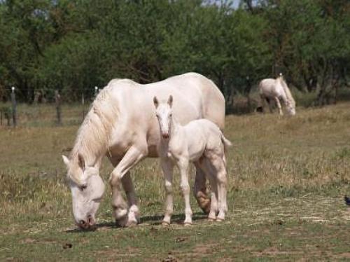 Американская кремовая порода лошадей с жеребенком, фото