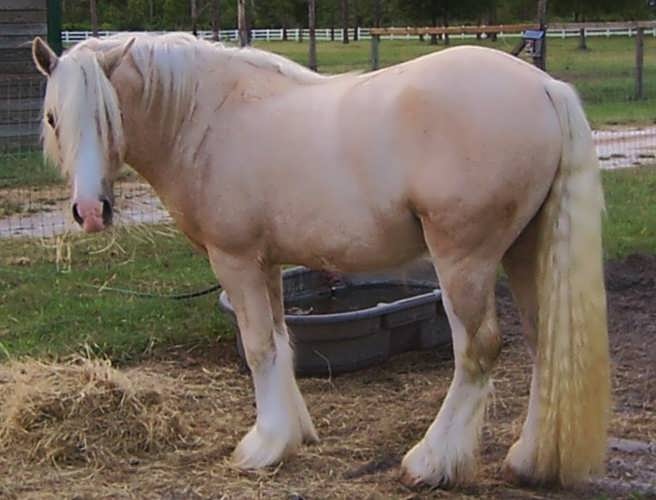 Американская кремовая порода лошадей, фото