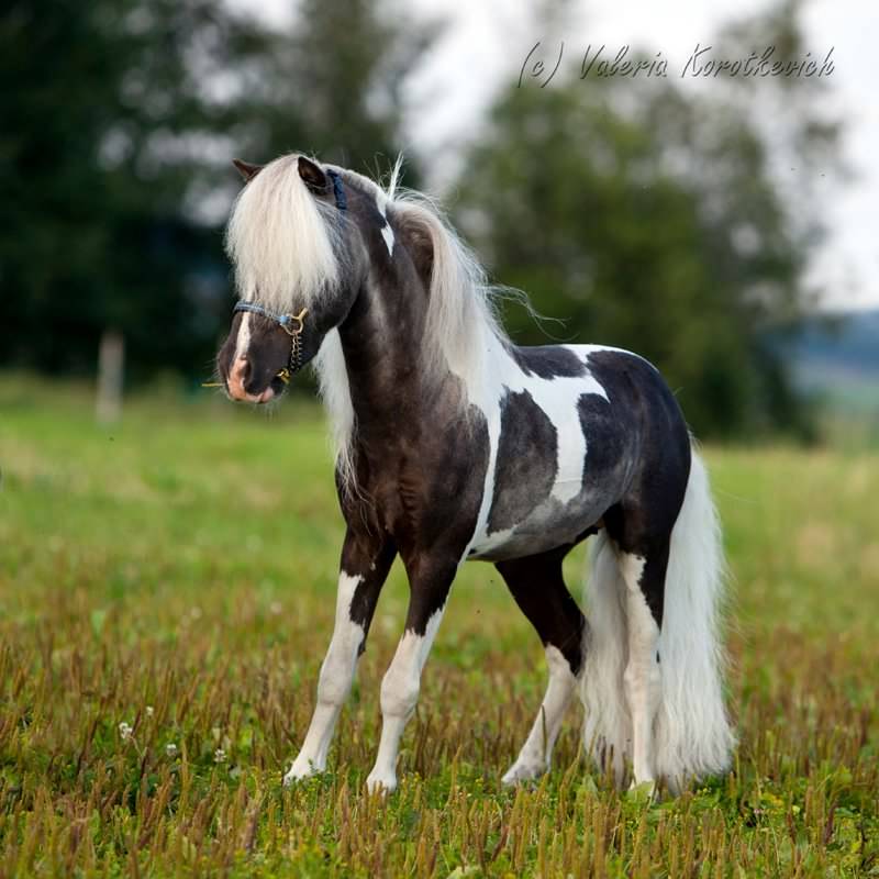 Американская миниарюрная лошадь  на лугу, фото