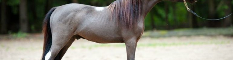 Американская миниатюрная порода лошадей