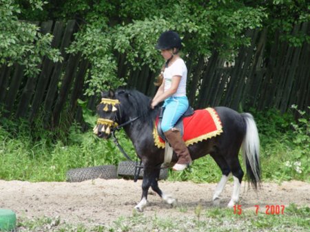 Турецкий пони, фото