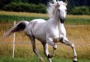 Англо-арабская порода лошадей