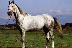 Англо-арабская серая лошадь, фото