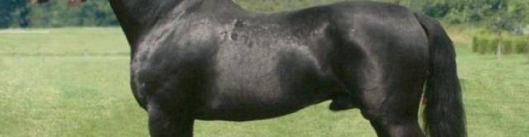 Англо-нормандская порода лошади