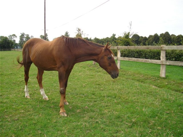 Англо-нормадская порода лошади, фото