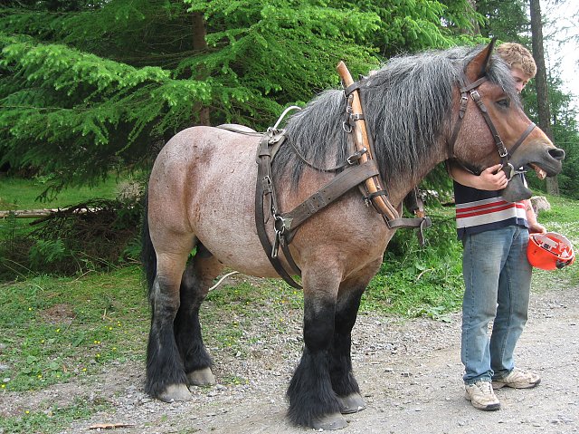 Арденнская тяжеловозная лошадь около елочек, фото