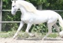Чистокровная испанская порода лошадей