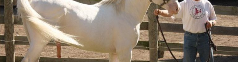 Лошадь Американский альбинос