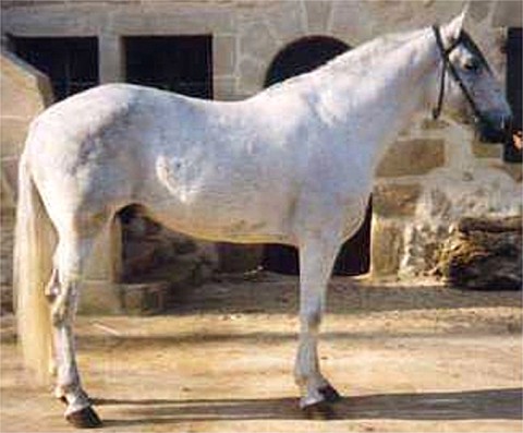 Берберийская лошадь белая, фото