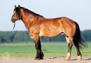 Лошади белорусской упряжной породы
