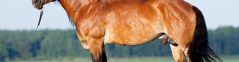 Лошади белорусской упряжной породы