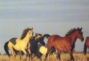 Брамби — дикие лошади Австралии