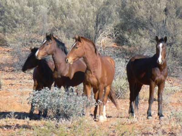 Брамби - дикие лошади Австралии, фото
