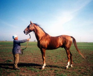 Буденновская лошадь в поле, фото