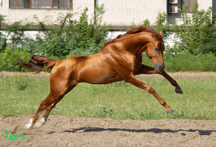 Буденновская лошадь в прыжке, фото