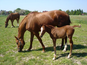 Буденновская лошадь с жеребенком, фото