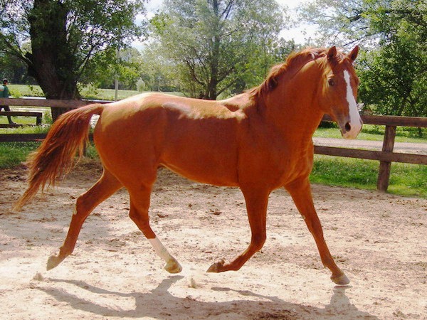 Буденновская лошадь, фото