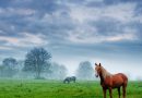 Восточно-болгарская порода лошадей