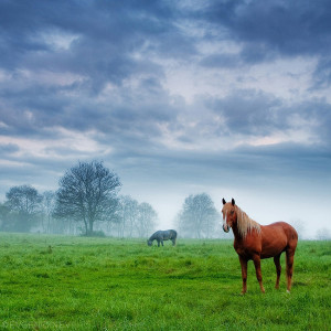 Восточно-болгарская лошадь, фото
