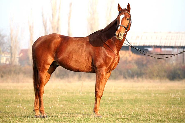 Восточно-болгарская лошадь, фото