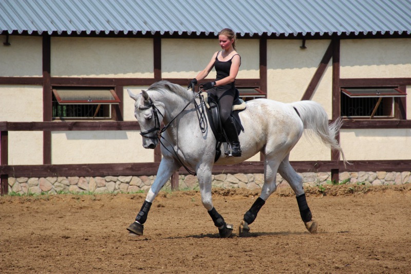 Вюртембергская лошадь с наездником, фото