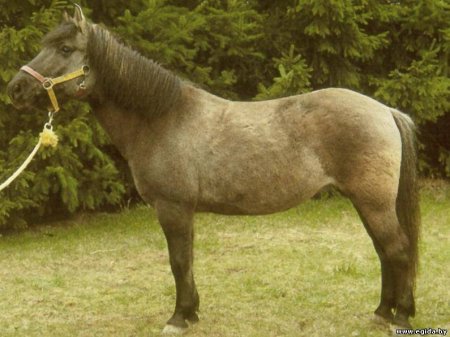 Галицийский пони, фото