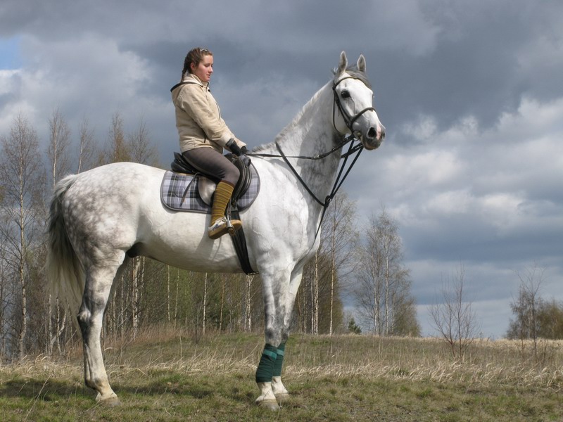 Голландская теплокровная лошадь с наездницей, фото