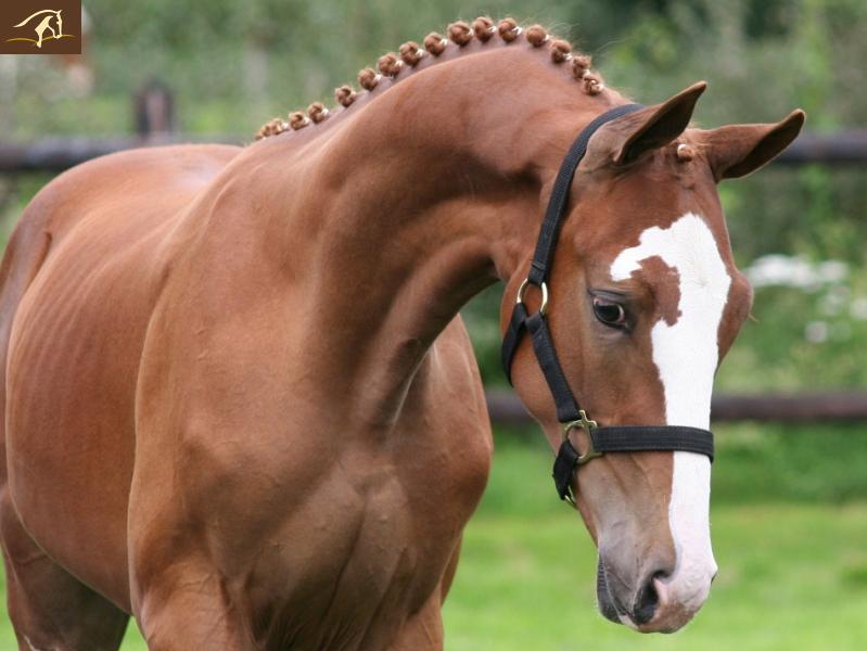 Голландская теплокровная лошадь, фото
