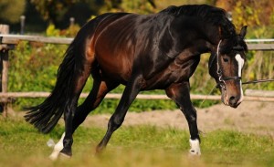 Голштинская лошадь на травке, фото