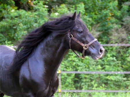 Алтайская порода лошади, фото